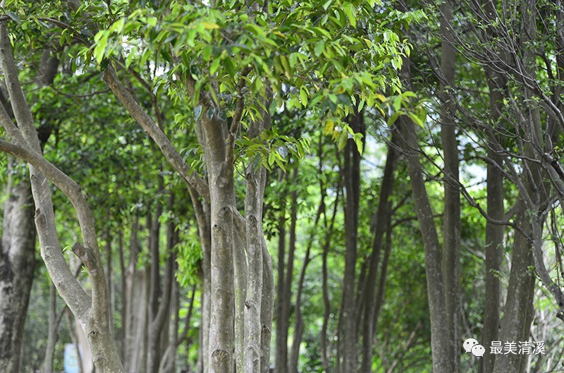 清溪莞香园探秘又是一年莞香花开时