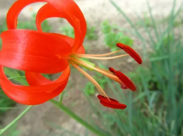 草原最美的花,火红的萨日朗