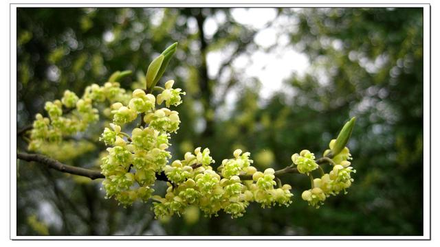 而山苍子花呢,山苍子花可以泡茶喝,山苍子花茶通过热水可以释放出一种