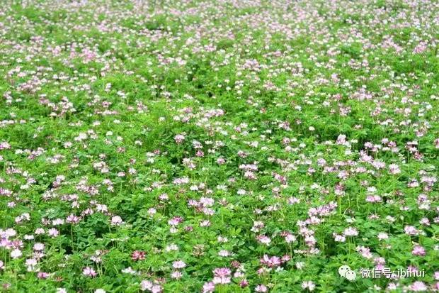 陝西關中農區引進紫花苜蓿品種生產性能研究初報