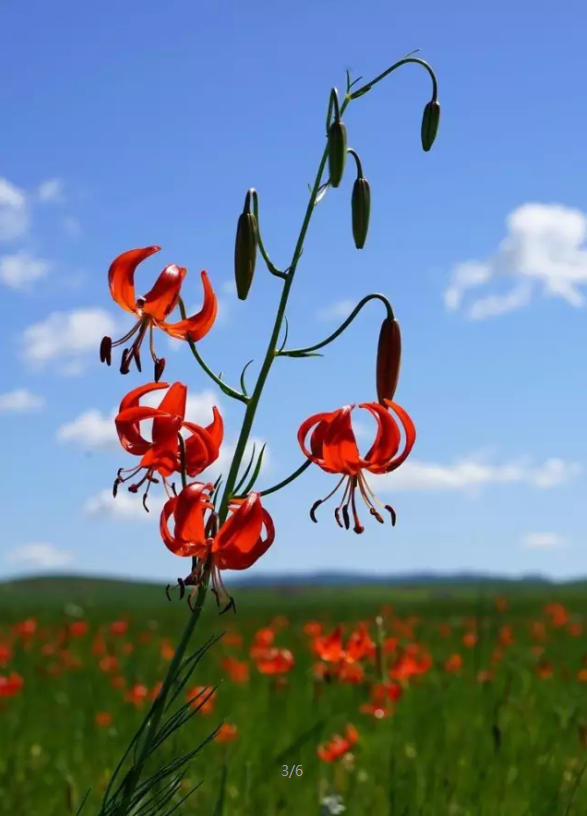 萨日朗花就是山丹花,萨日朗是蒙古语,意思是草原上的山丹花,代表团结