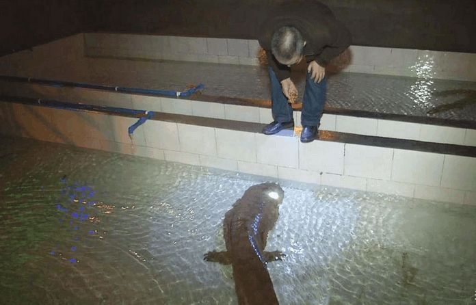 意外捕两百岁的娃娃鱼,因凌晨发出哭声被发现