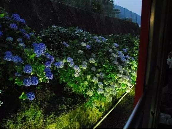 名称:箱根登山列车「绣球号之夜」运行时间:6月17日-7月2日(发车时间