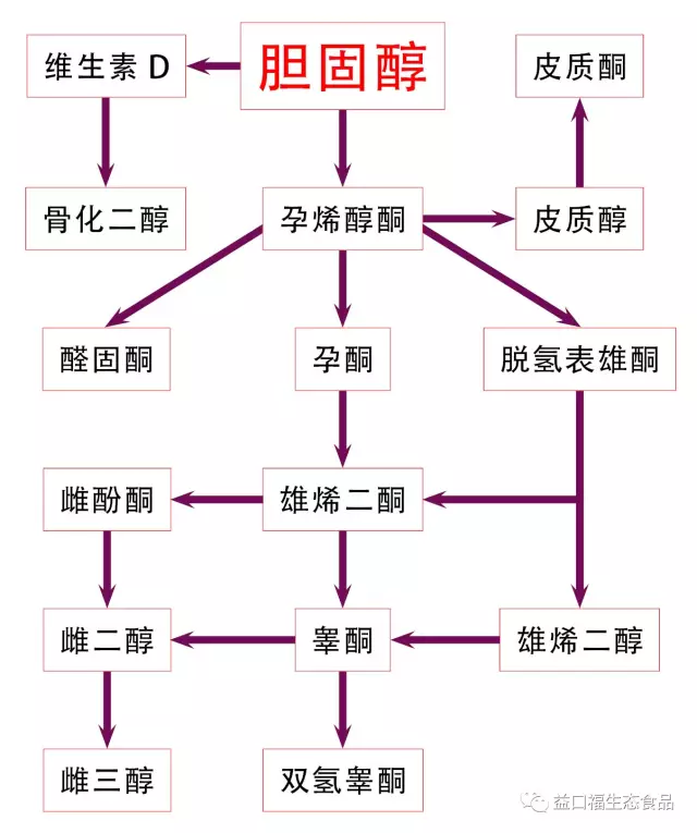 胆固醇是什么的前体（胆固醇是什么）