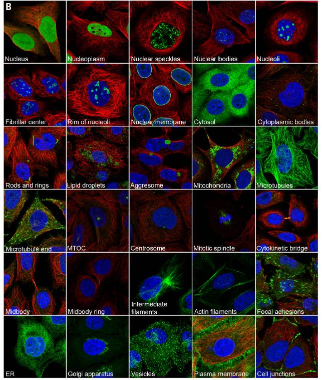 science重磅:首次绘制出人蛋白质组亚细胞定位图