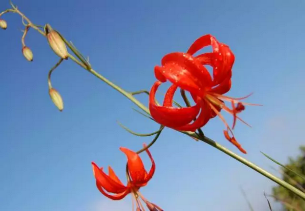 草原最美的花,火红的萨日朗