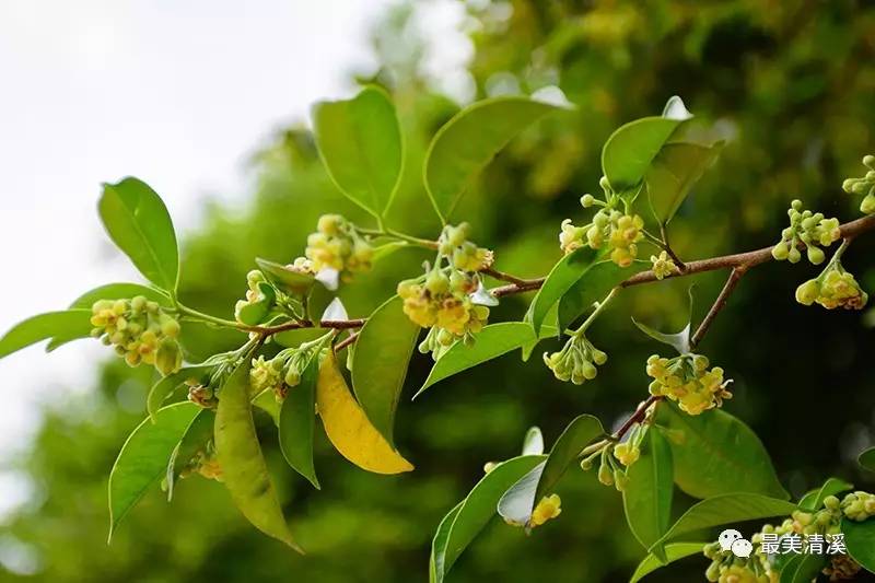 清溪莞香园探秘又是一年莞香花开时