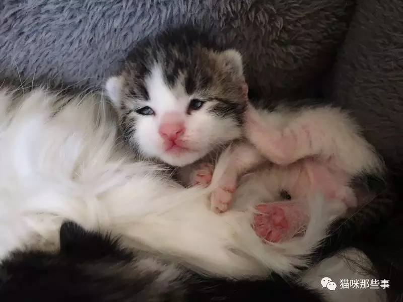 萌萌噠小奶貓不完全飼養指南