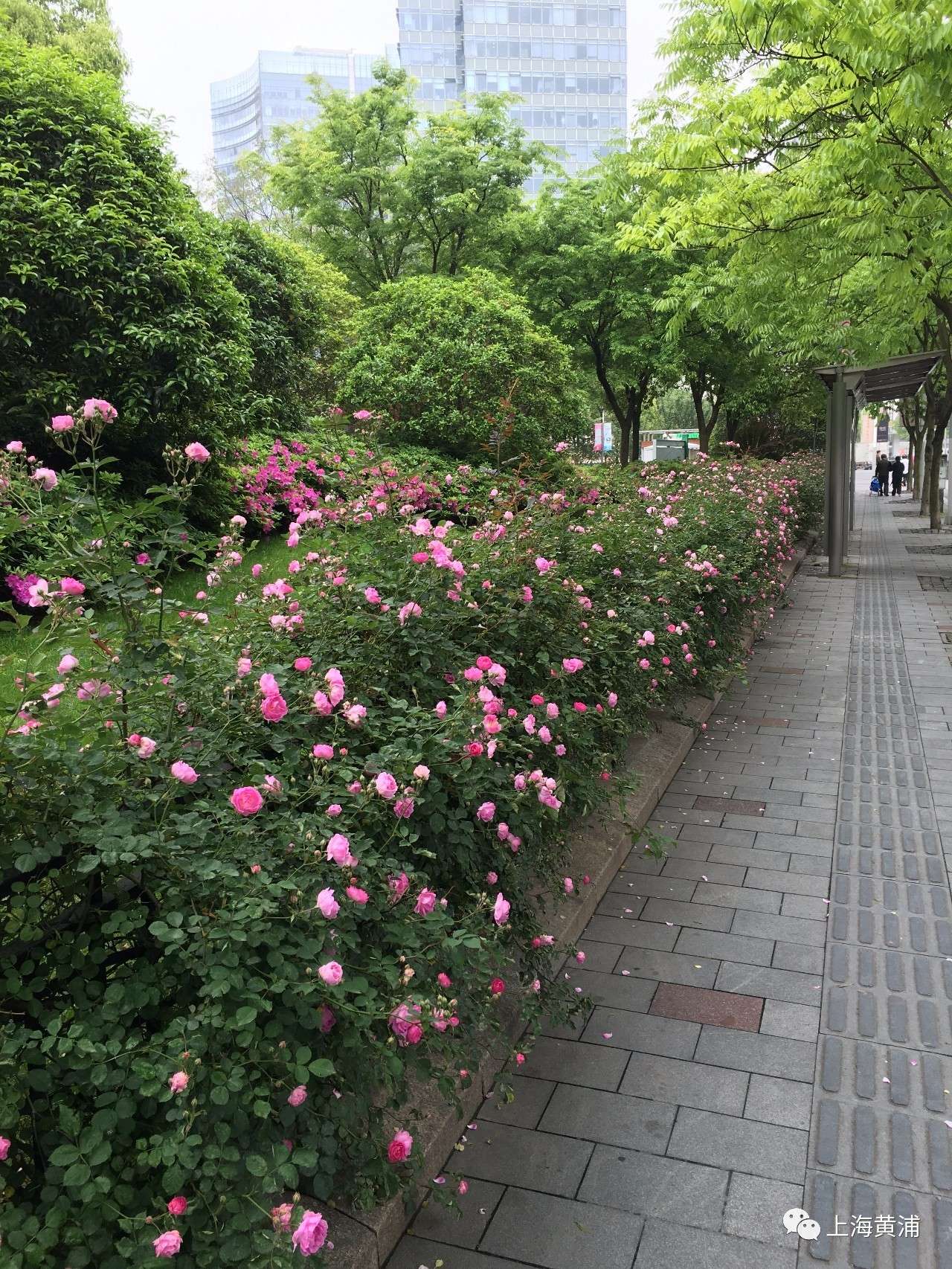 花样黄浦月季蔷薇进入盛花期