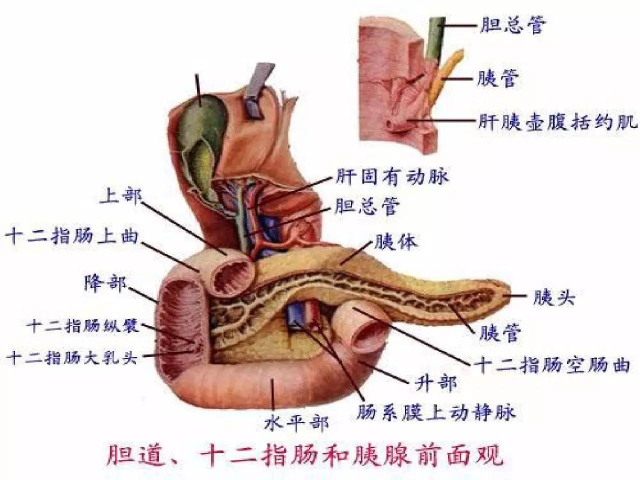 胃十二指肠球部图片