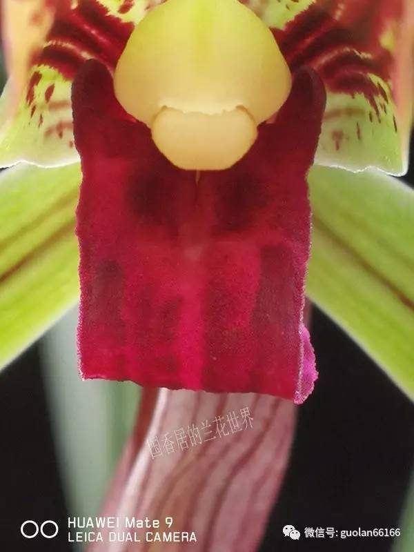 春兰红翠鸟图片
