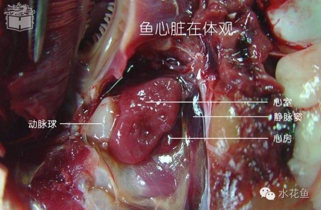 鱼类的心脏位于最后一对鳃的后面下方,靠近头部,由一个心房和一个心室