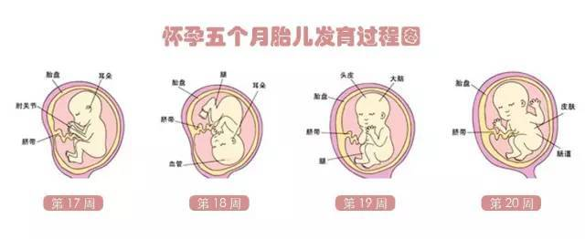 怀孕10周子宫位置图片图片