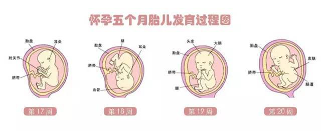 妈妈十月怀胎原来是这样的!