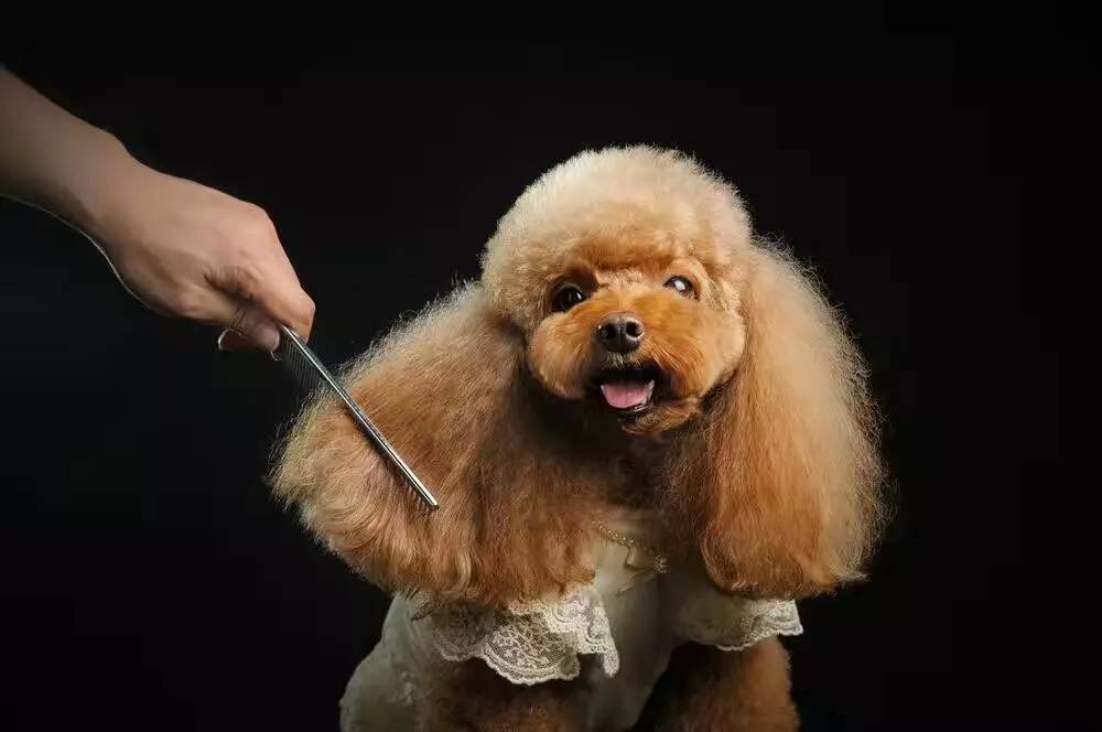萌宠当道,派多格推出首席宠物美容师培训课程