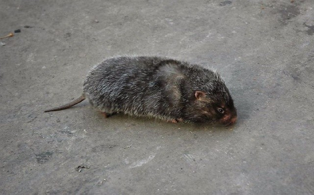 世界上最凶的老鼠图片
