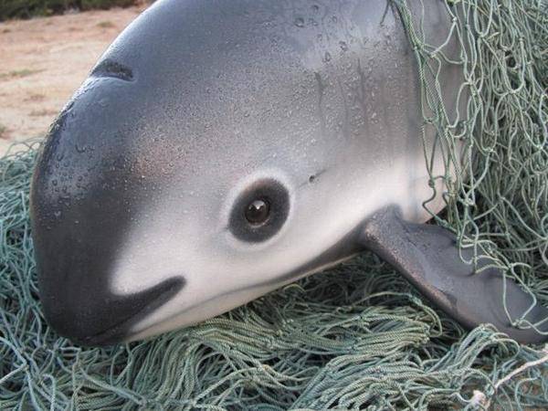 海豚有毒的鱼图片图片