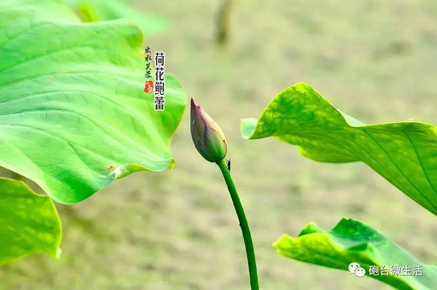 炮臺坡林蓮花池悄然綻放小荷已露尖尖角