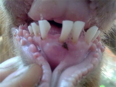 钳齿脱落,随之在原脱落部位长出第一对永久齿;一般成年羊共有32枚牙齿