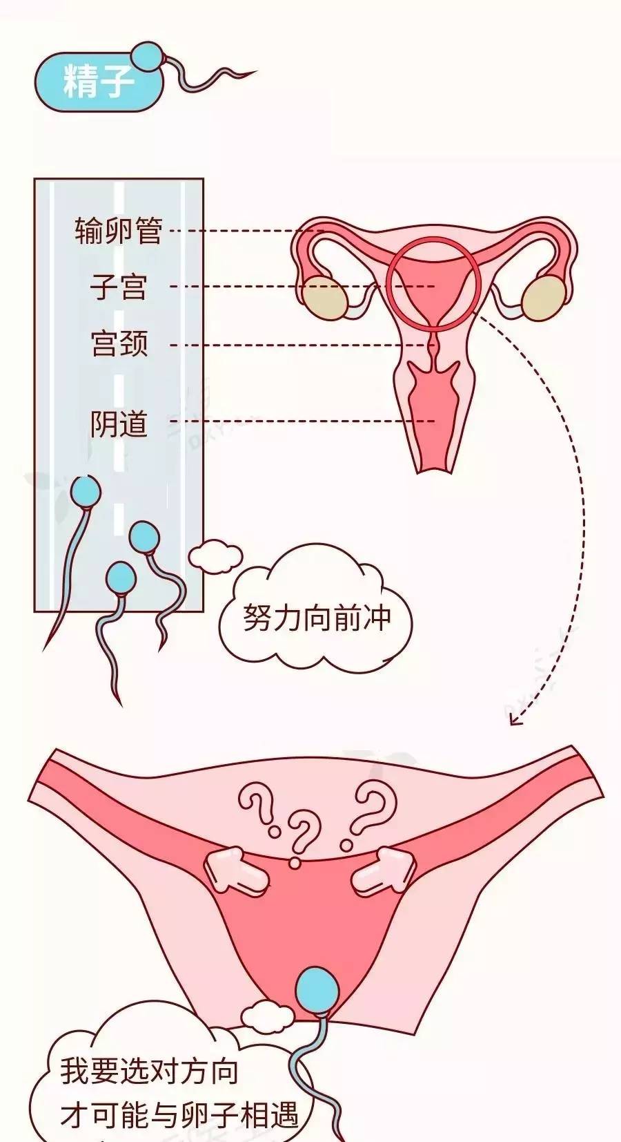 精子进入输卵管图片