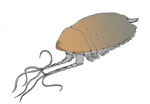 威瓦西虫(wiwaxia)威瓦西虫是一种古老的软体动物,身体呈半球状,体表