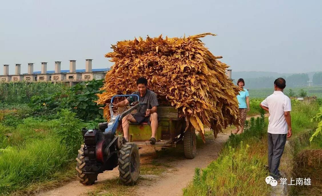 南雄佬,您爸媽喊您回來摘