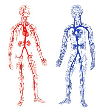 全身动脉血管图手绘图片