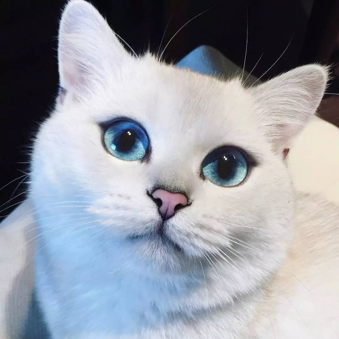 画中的猫咪有着墨蓝色渐变的双眸发现一张超级漂酿的白喵手绘昨天