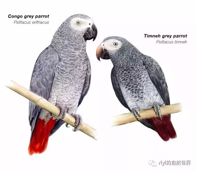 世界上最聪明的鸟——非洲灰鹦鹉!