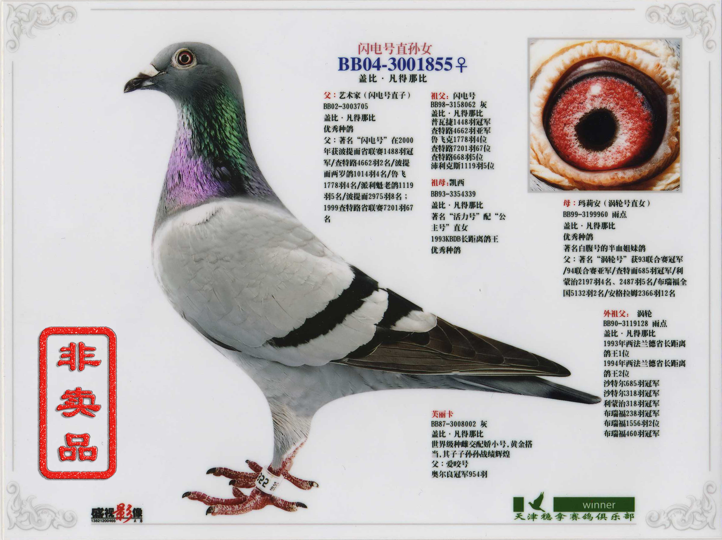 天津稳拿鸽业种鸽照片图片