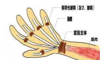 手大拇指下面的肌肉疼图片