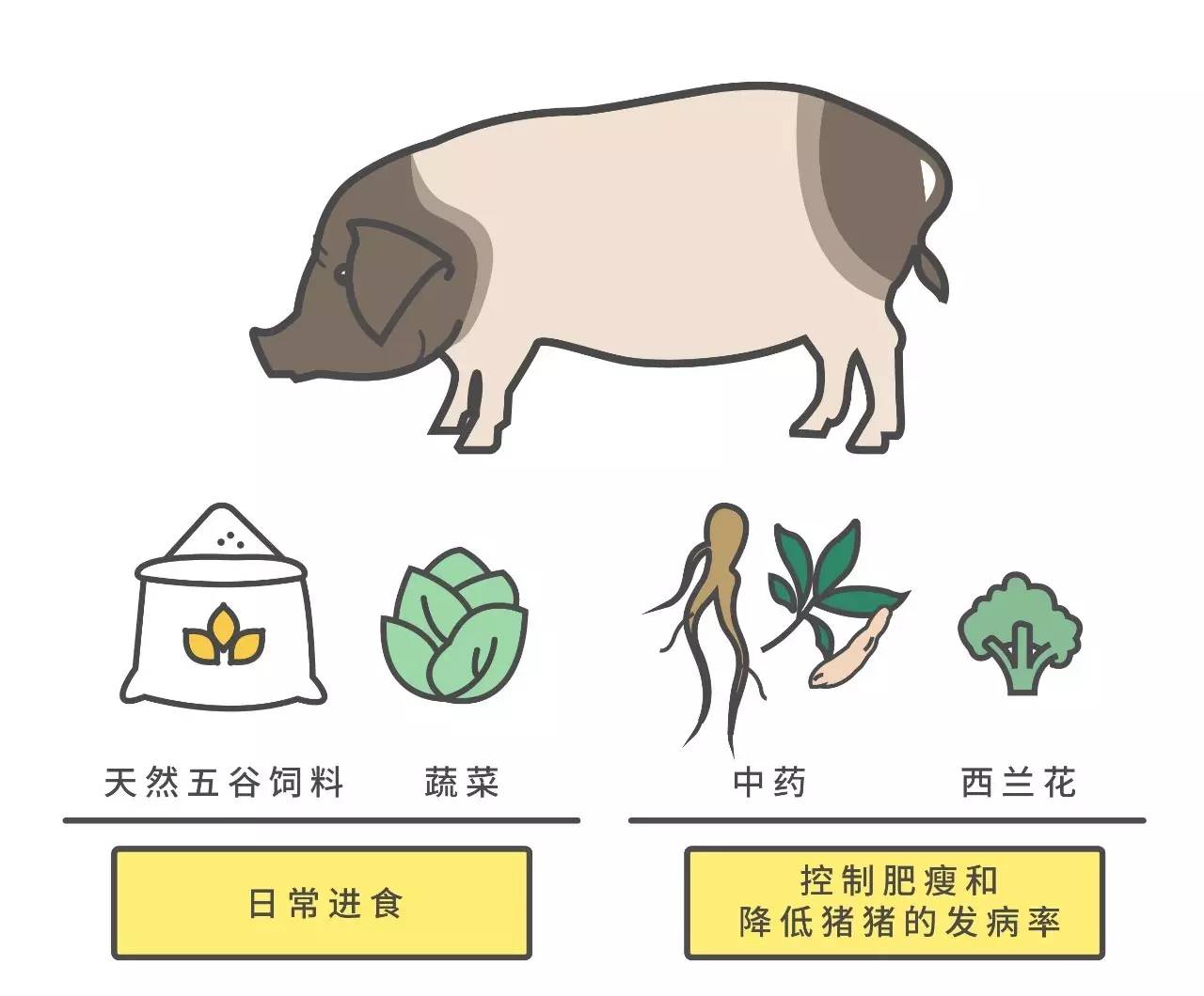 吃过两头乌别的猪肉都是将就