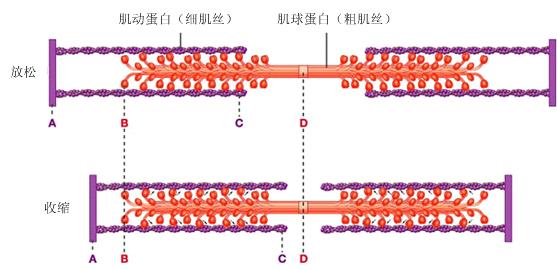 肌原纤维中有三种重要蛋白,一个叫肌动蛋白,一个叫肌球蛋白,一个叫肌