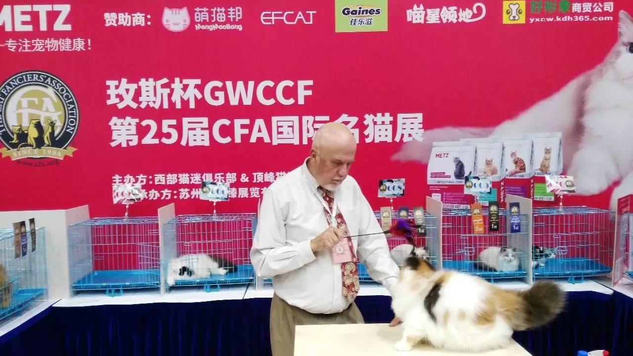 玫斯杯gwccf第25届cfa国际名猫赛火热进行中