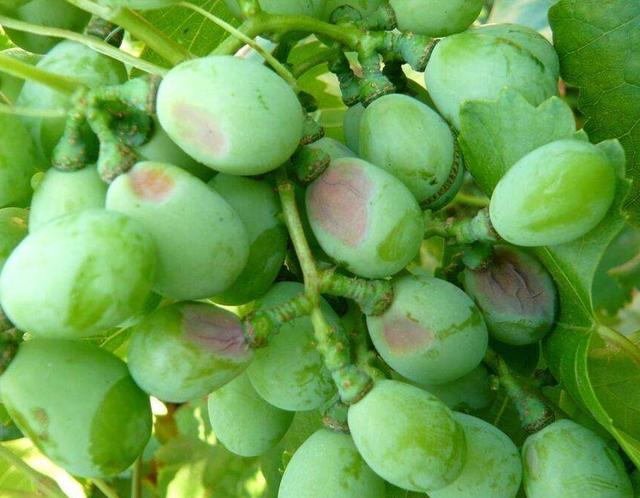 葡萄白腐病是葡萄的重要病害之一.