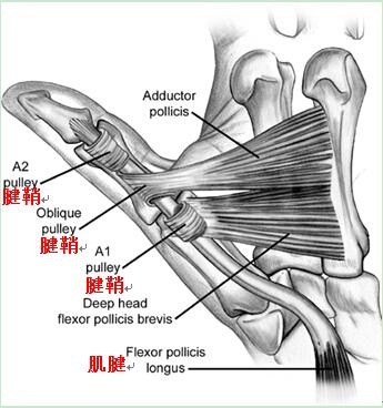 化脓性腱鞘炎的主要发病症状是什么