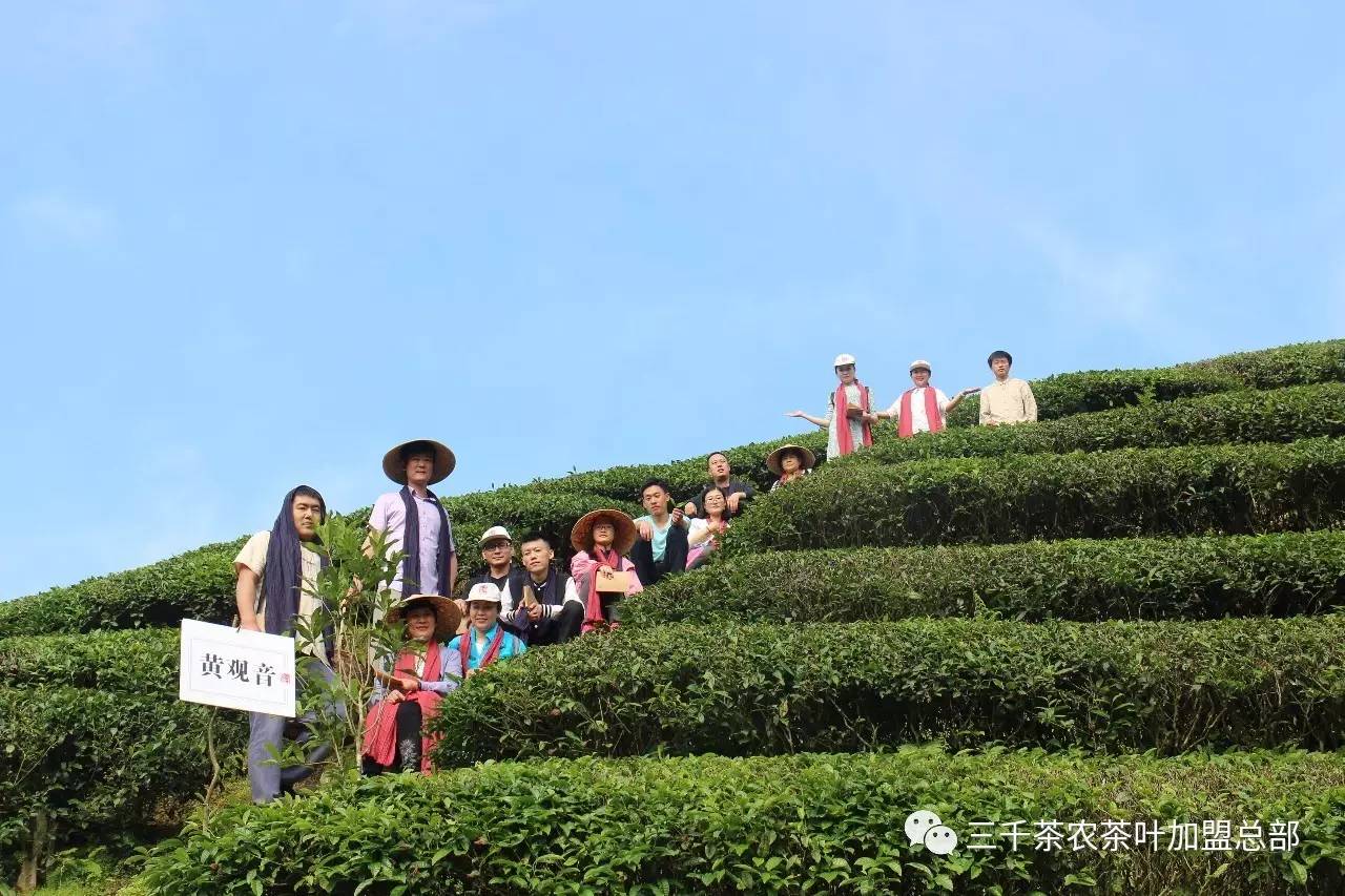 锦州三千茶农图片