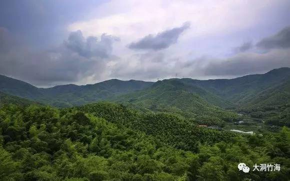 【盘州旅游】大洞竹海"挖竹笋活动"正在进行中!