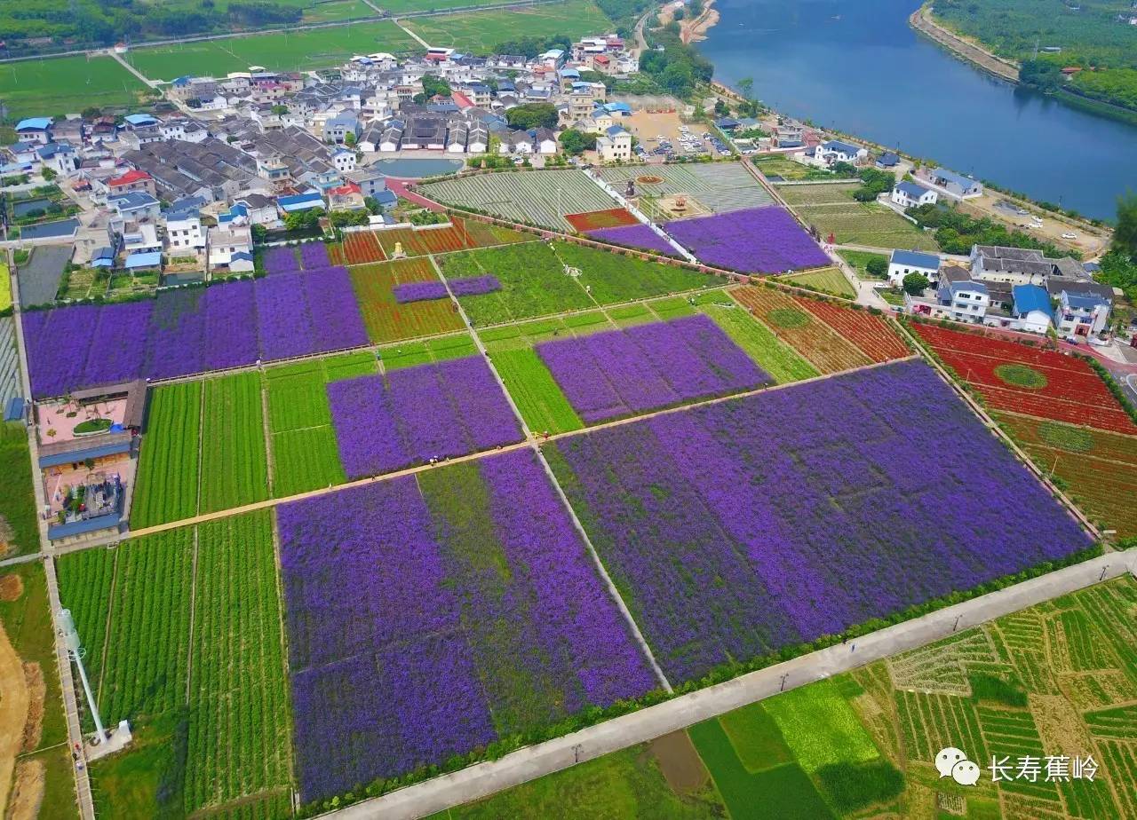 蕉岭长潭白马上合花海