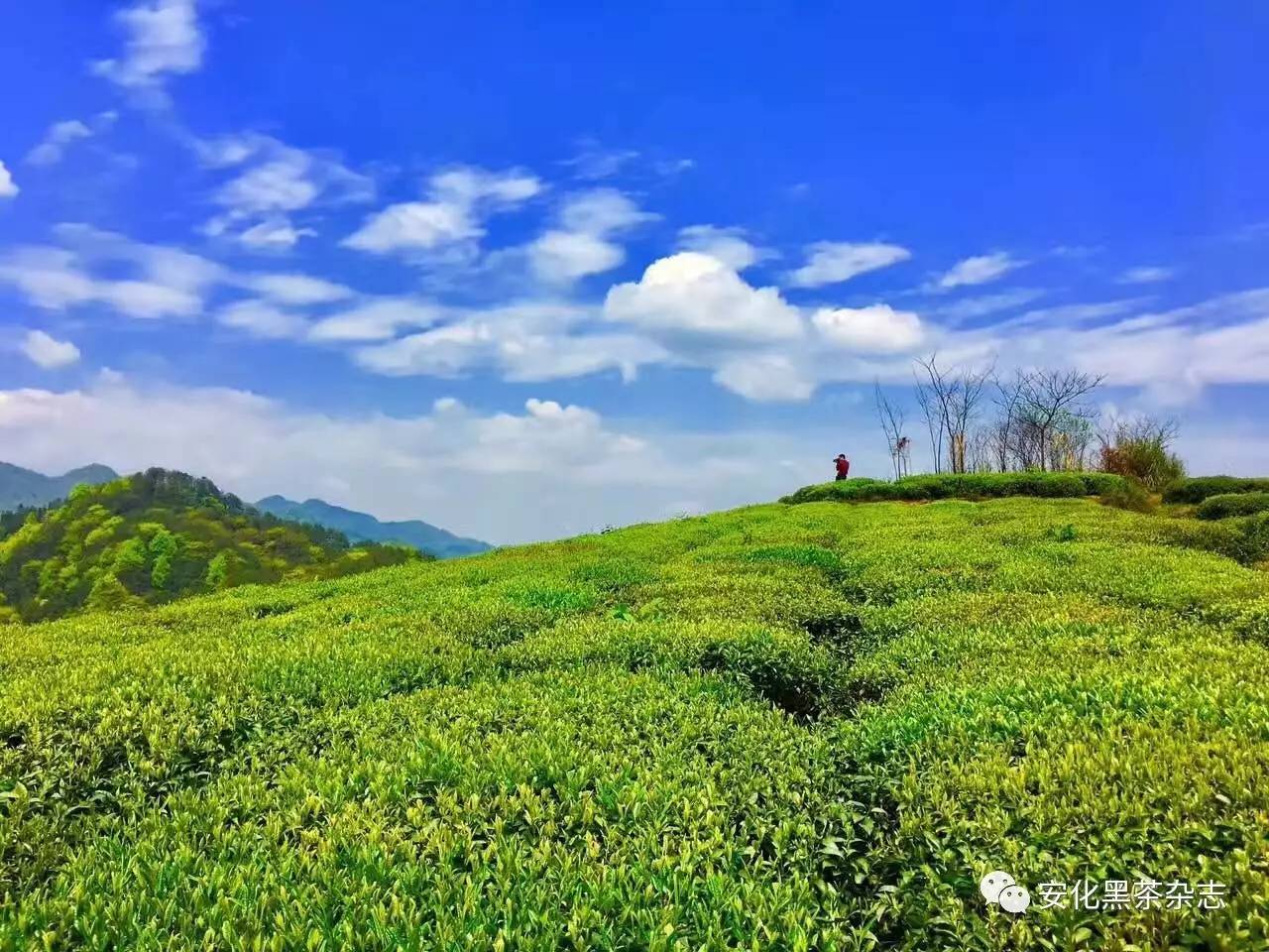 安化黑茶访茶游学之旅精彩纷呈