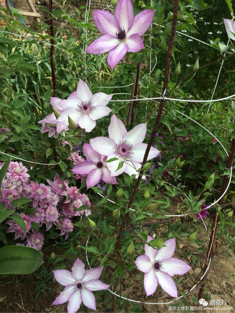 地栽鐵線蓮第二年算不算爆花下