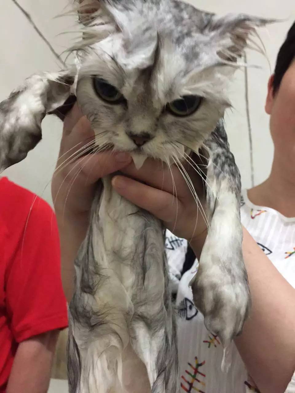 洗澡虐猫