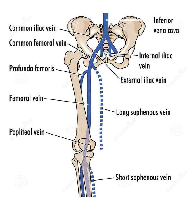 股静脉穿刺解剖图片图片