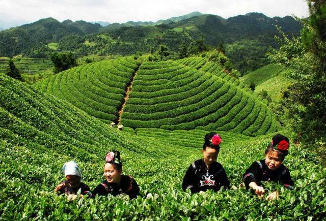 雷山苗疆茶地