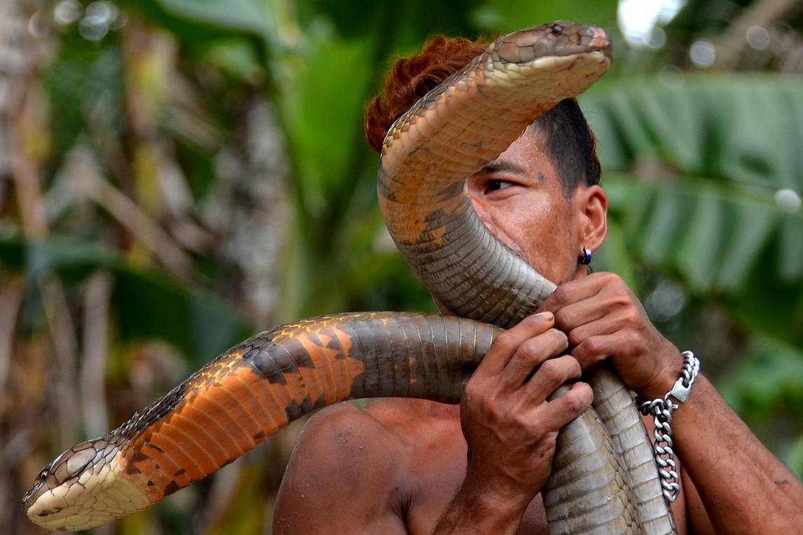 印尼一小哥养了两条眼镜王蛇作为宠物背后的故事让人震撼