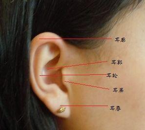 耳朵类型面相图片