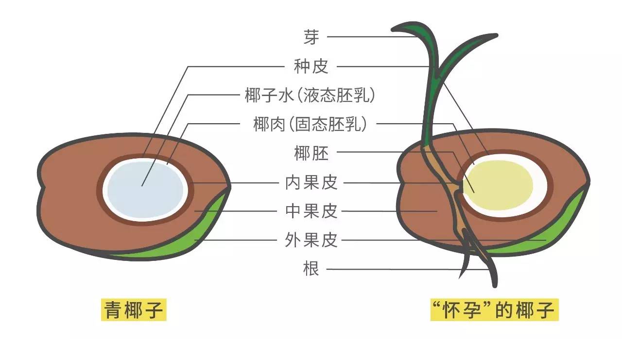 椰子的种子在哪里图片