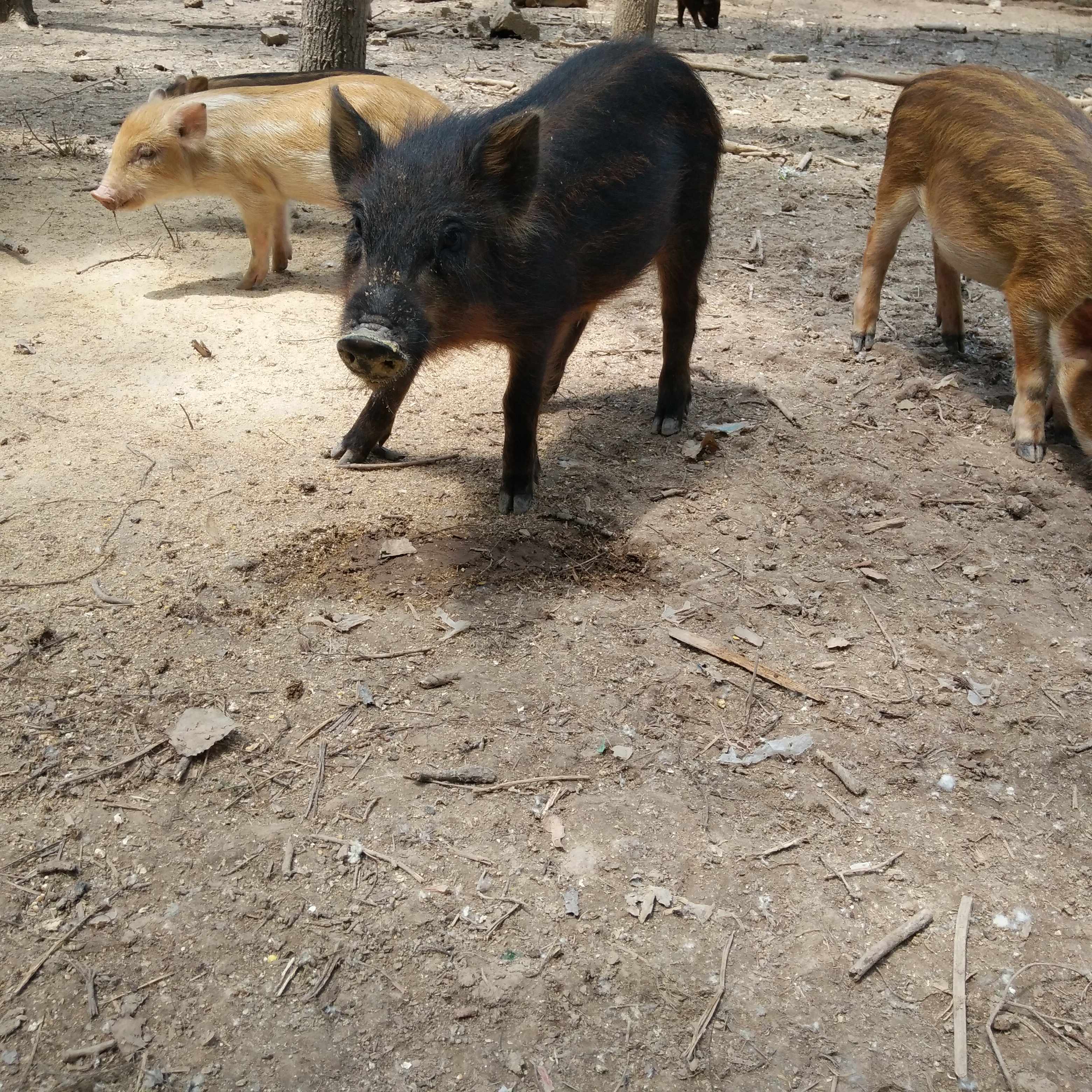 野猪血缘的三元杂交特种野猪作种猪,在血缘关系上还,非用特种野猪作种