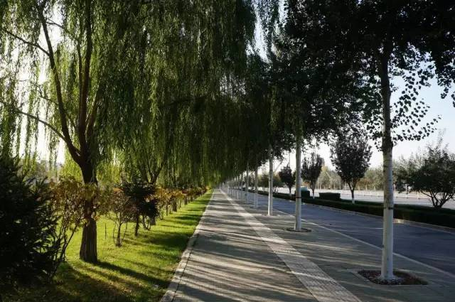 在城市绿化中,如何选择合适的行道树?