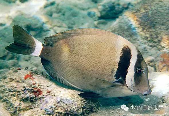 rlyl物種說今日白頰刺尾魚whitebarsurgeonfish